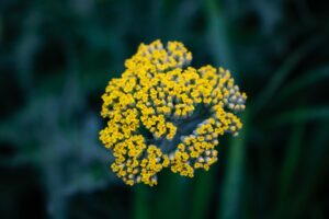 Photo Colorful garden