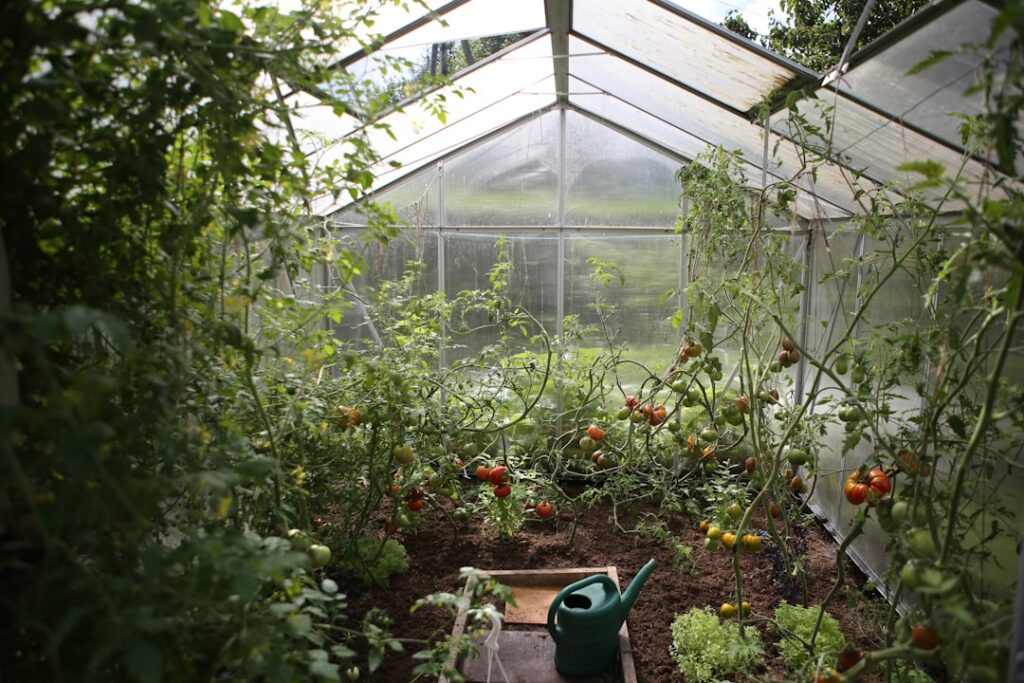 Photo Vegetable garden