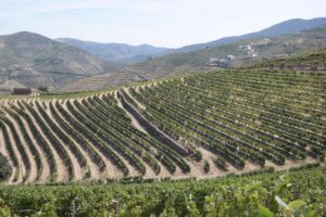 Photo agricultura romaneasca