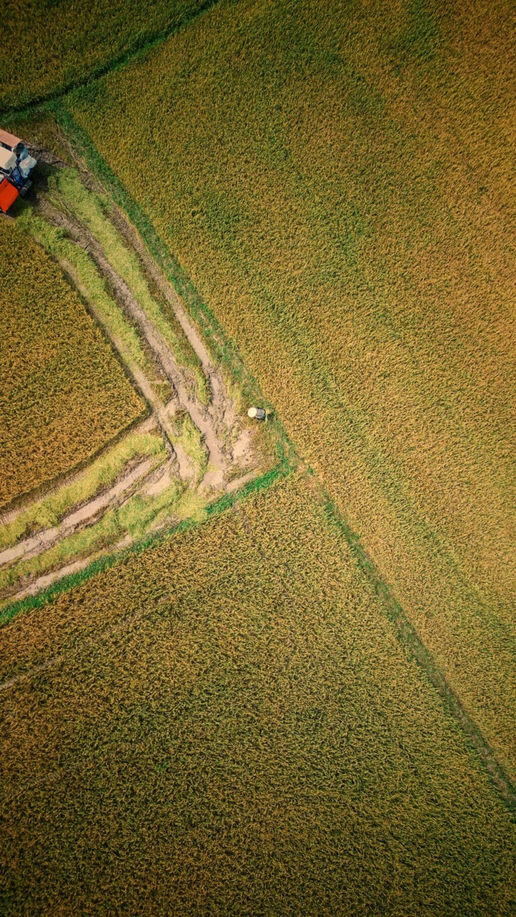 pexels-h-u-th-nh-79-516407425-36625433