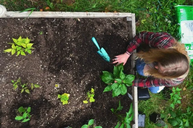 Photo urban organic garden setup